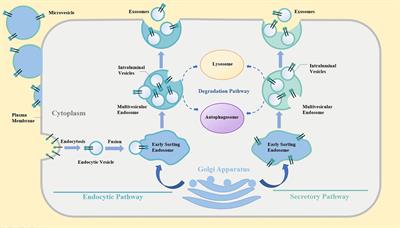 Current Strategies for Cancer Cell-Derived Extracellular Vesicles for Cancer Therapy